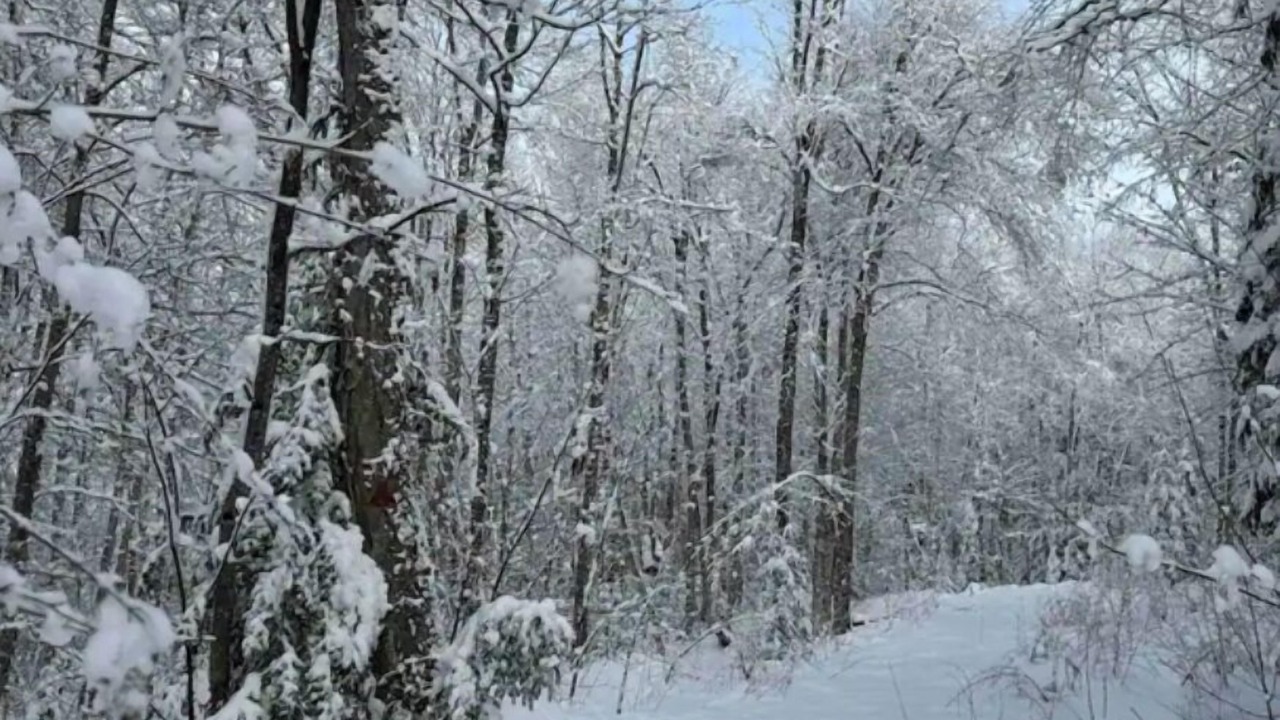 Photo of Others in Walden