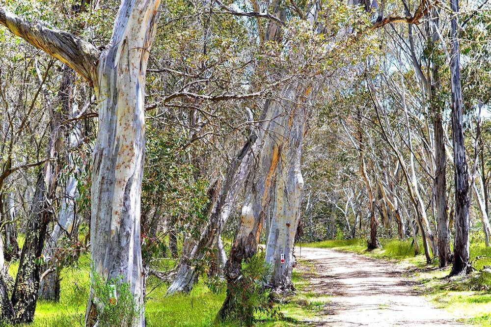 Photo of Outdoor in Adaminaby