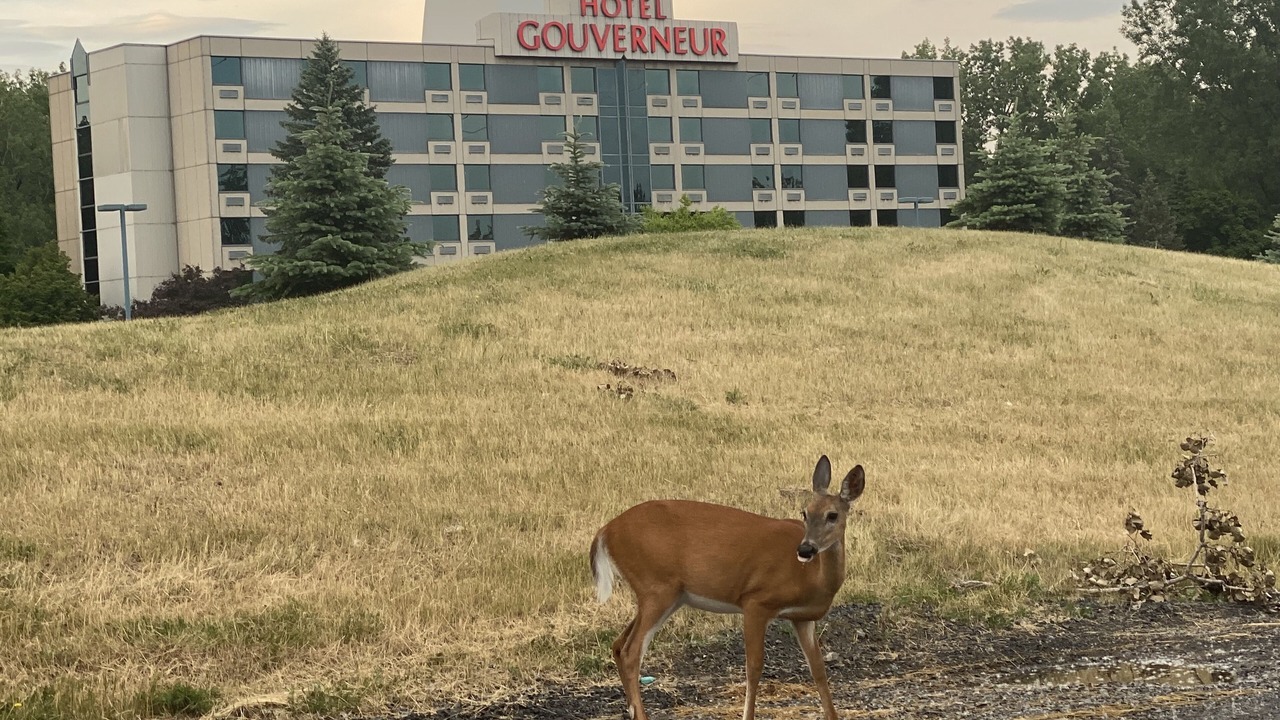 Photo of Outdoor in Longueuil