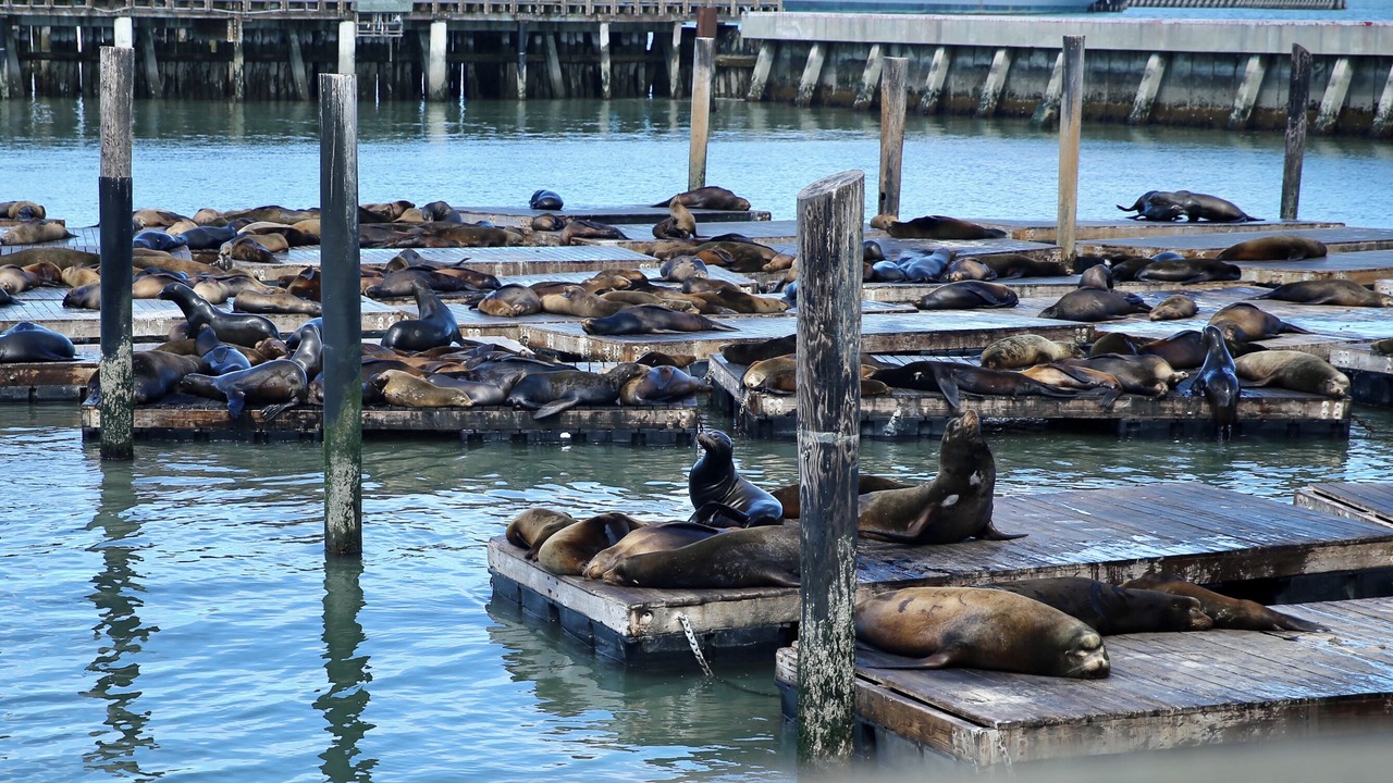 Photo of Others in Cow Hollow