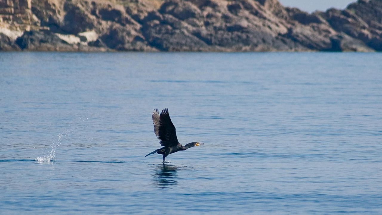 Photo of Others in Sozopol