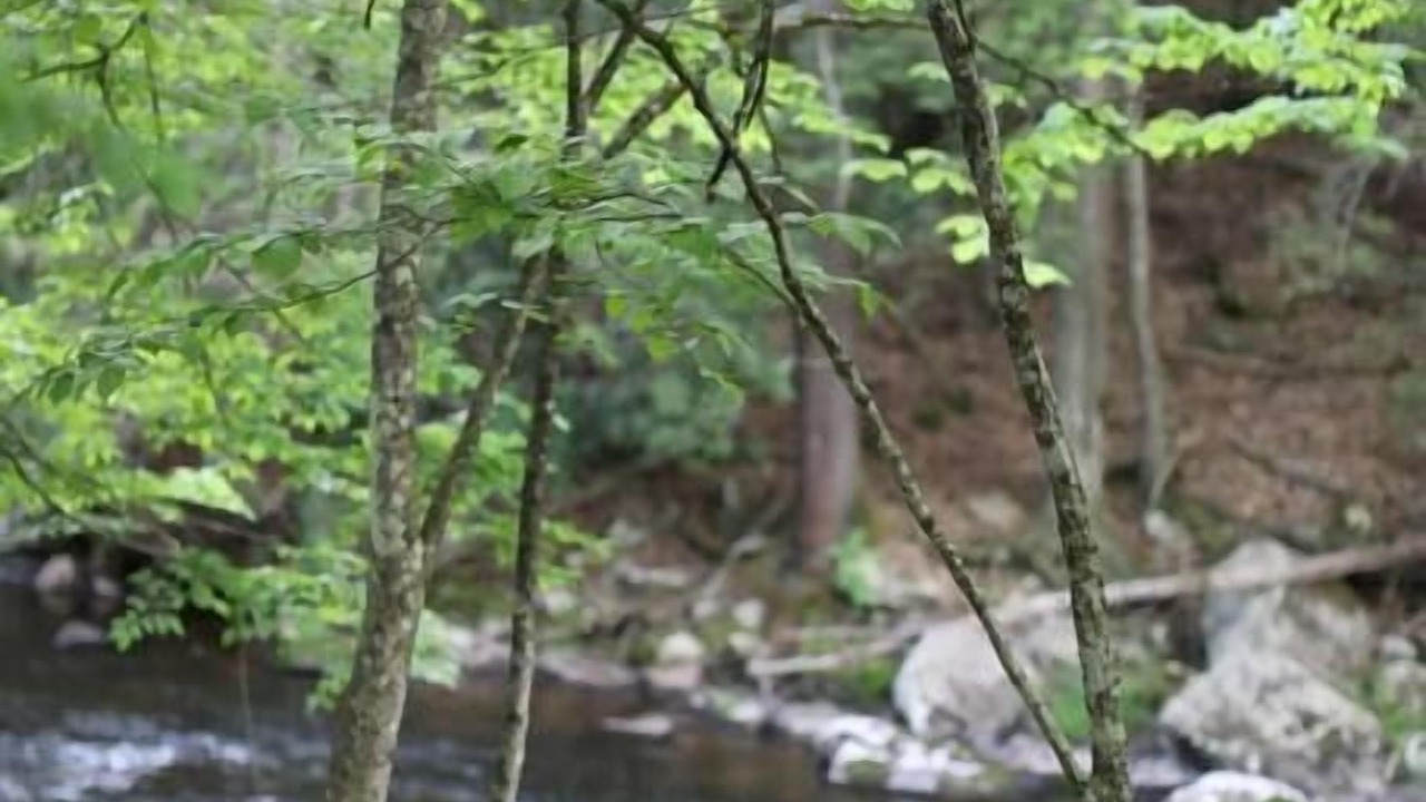 Photo of Others in Narrowsburg