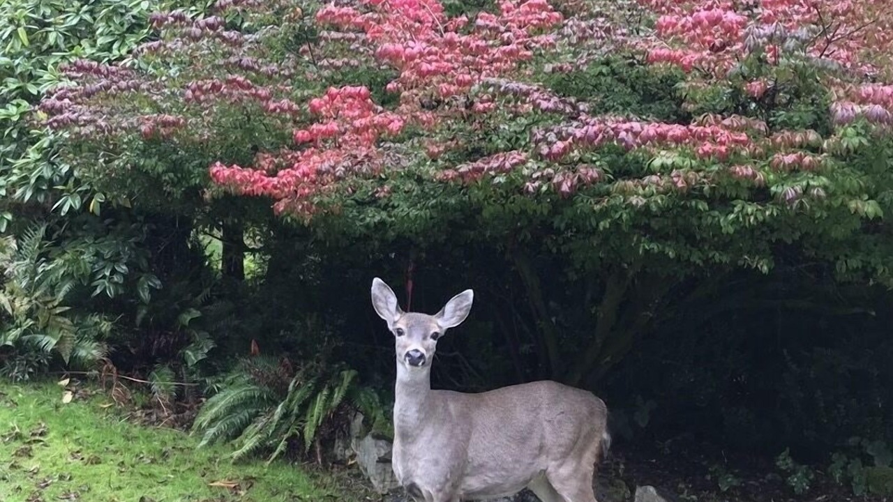 Photo of Outdoor in Bowen Island