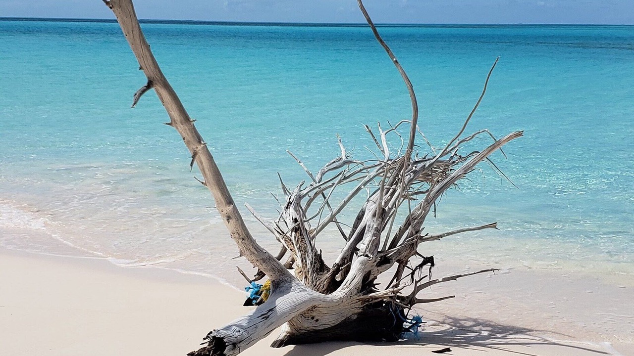 Photo of Others in Old Bight