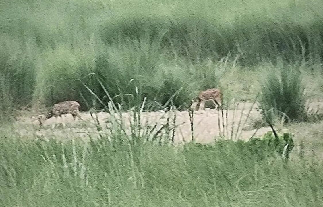 Photo of Others in Meghauli