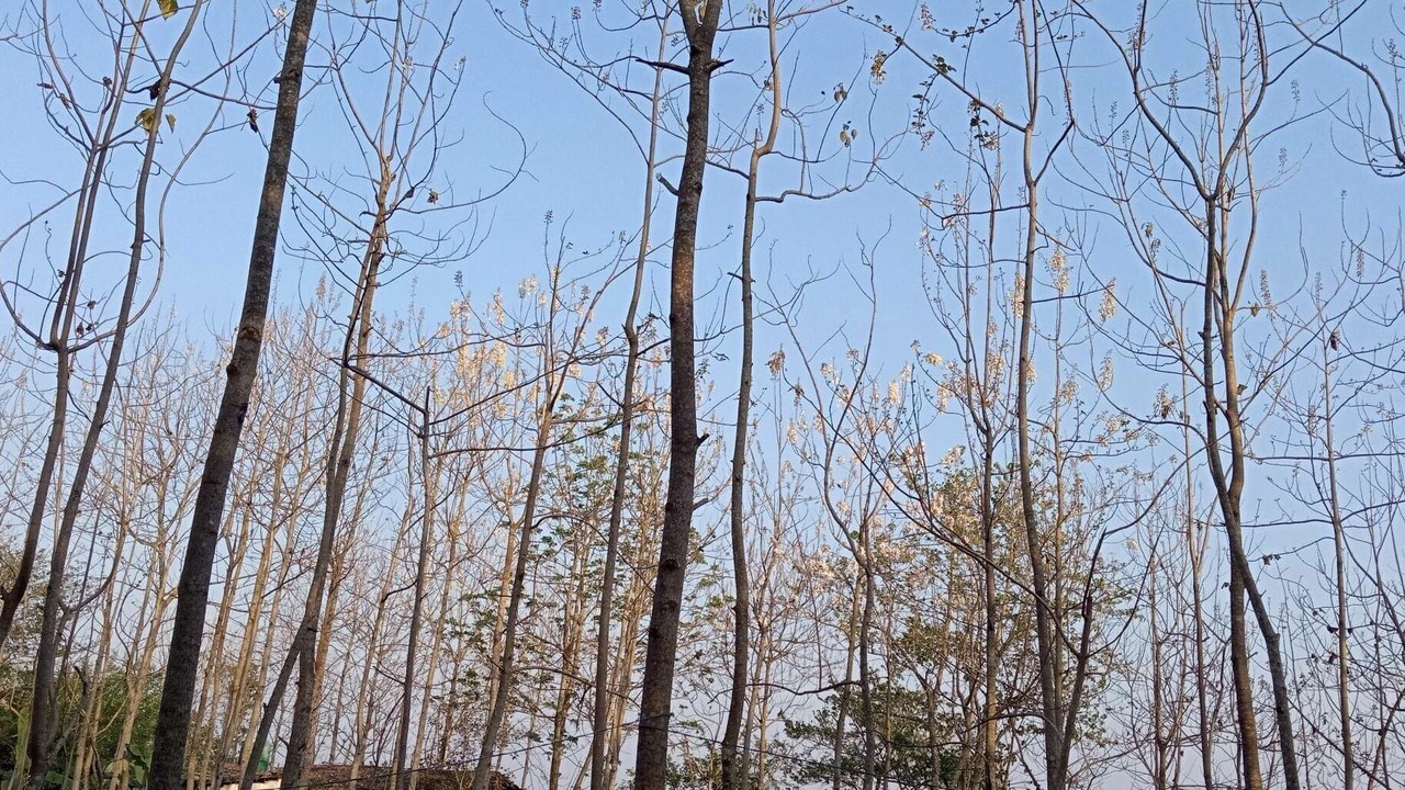 Photo of Others in Meghauli