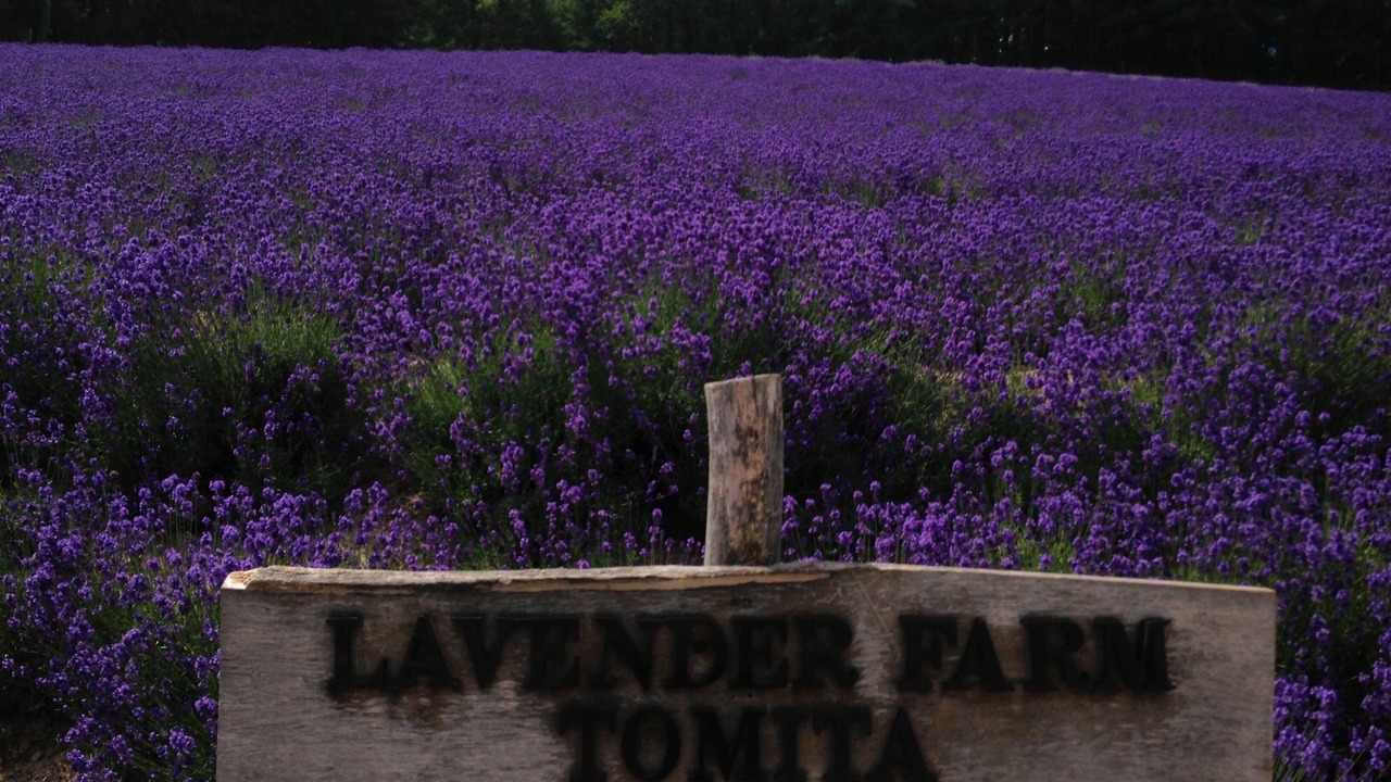 Photo of Outdoor in Furano