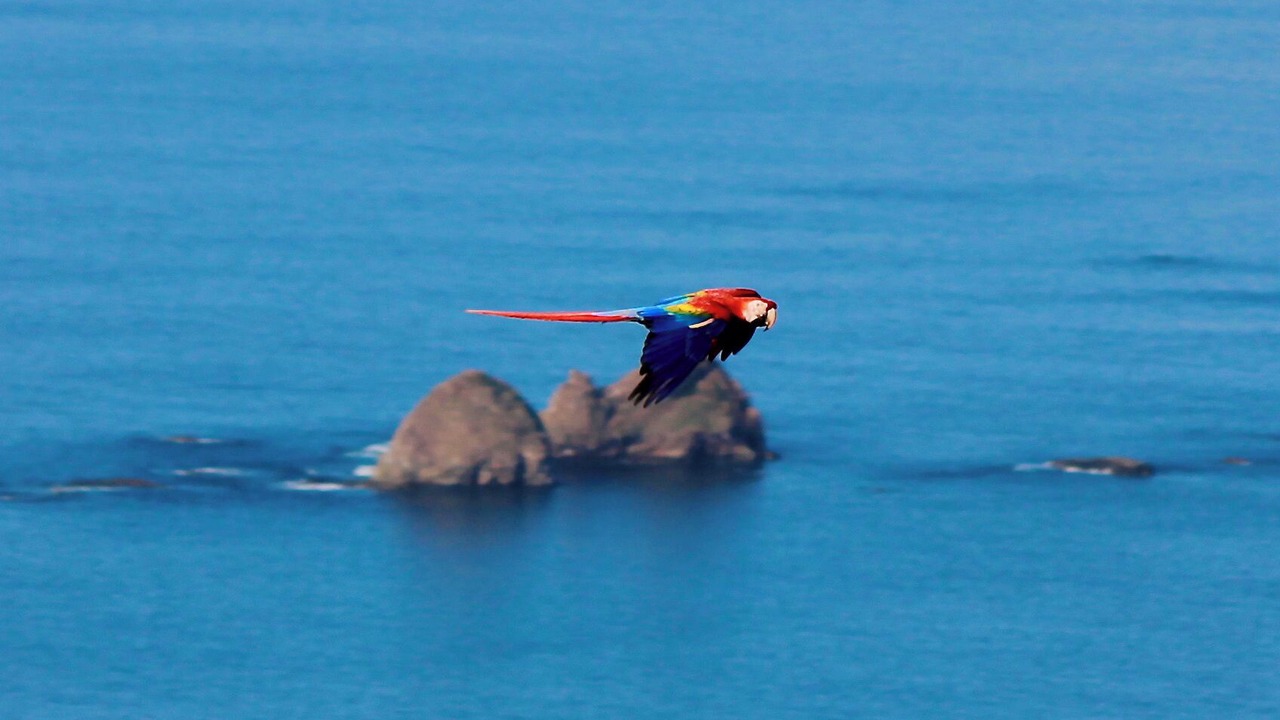 Photo of Others in Uvita