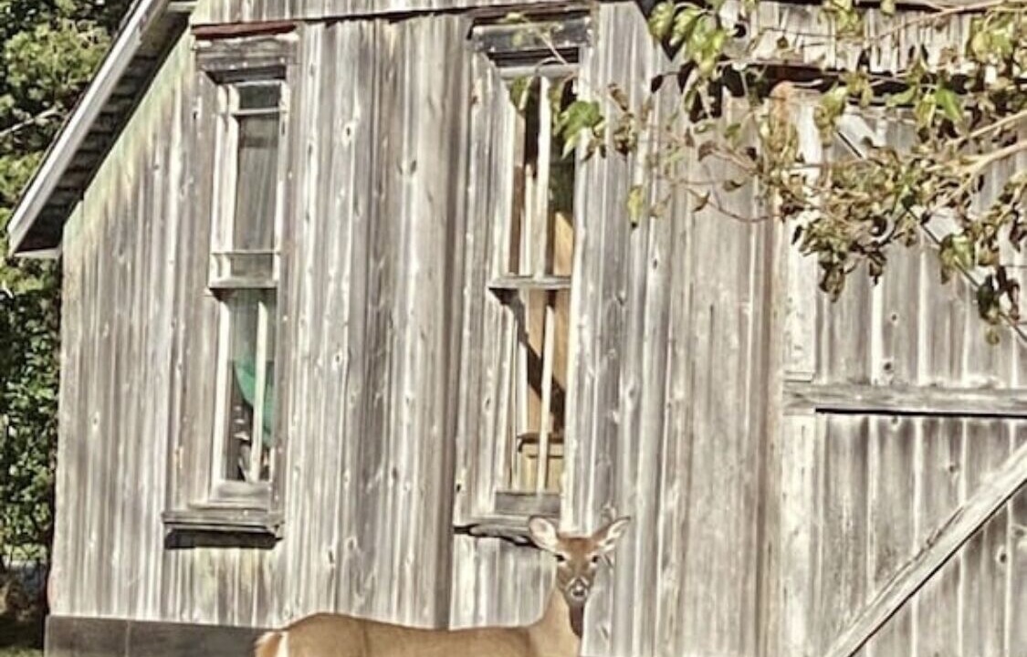 Photo of Outdoor in Hampton Bays
