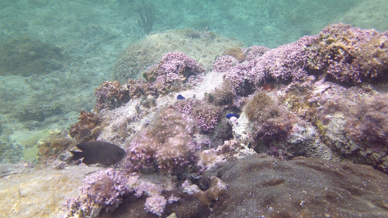 Photo of Others in Freeport