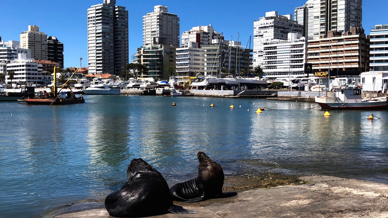 Photo of Outdoor in Punta del Este