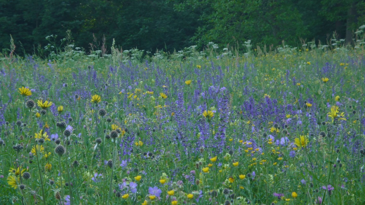 Photo of Outdoor in Glems