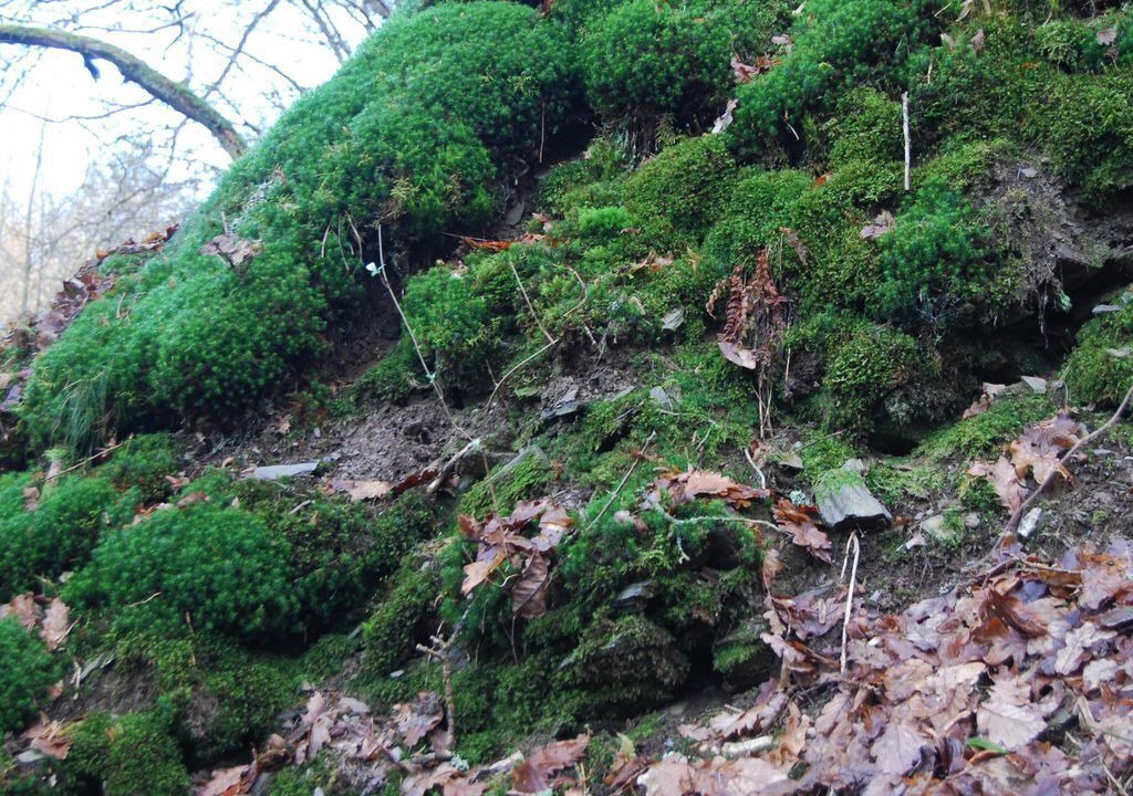 Photo of Outdoor in Traben-Trarbach