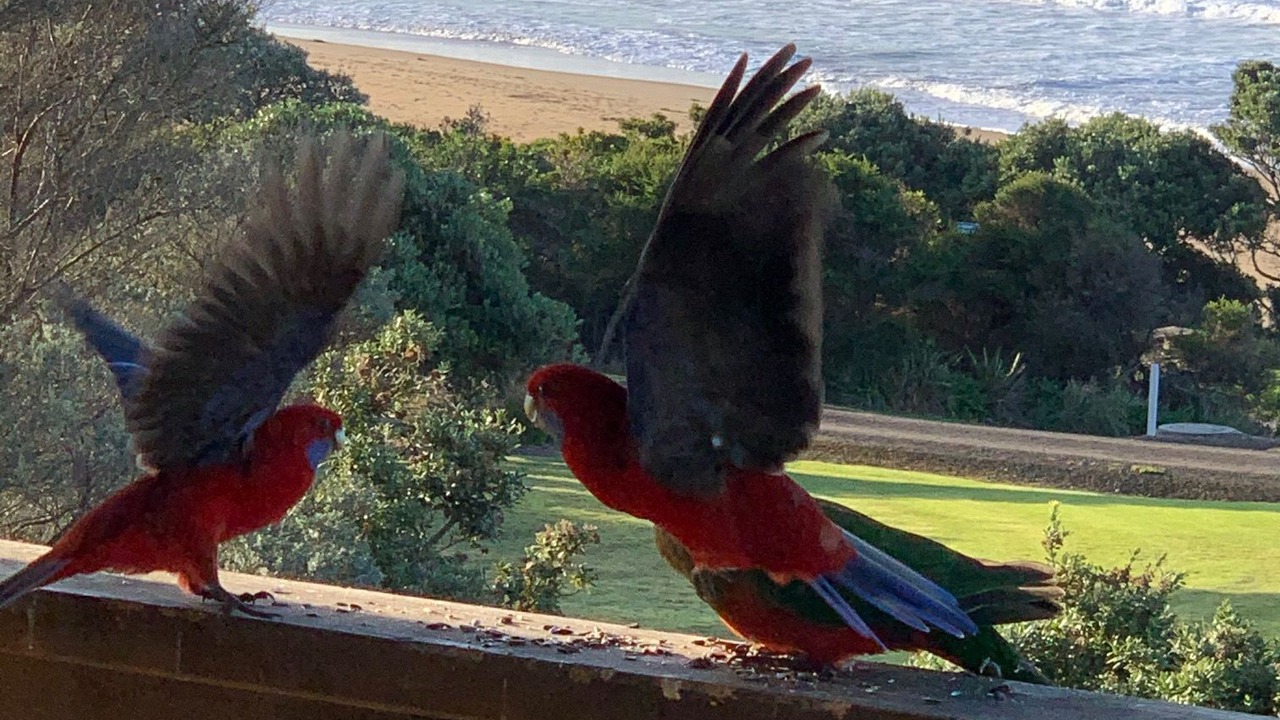 Photo of Outdoor in Skenes Creek