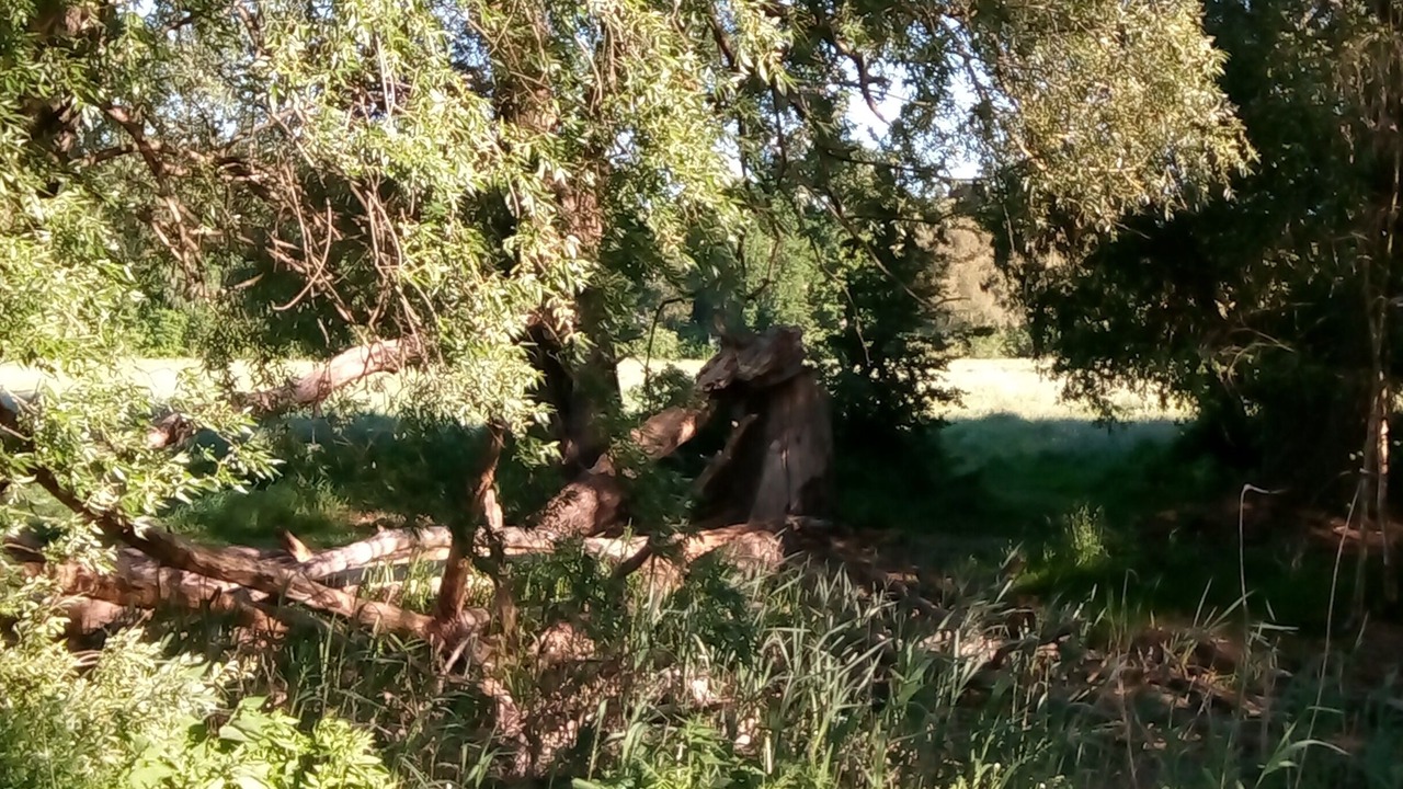 Photo of Outdoor in Waldesruh