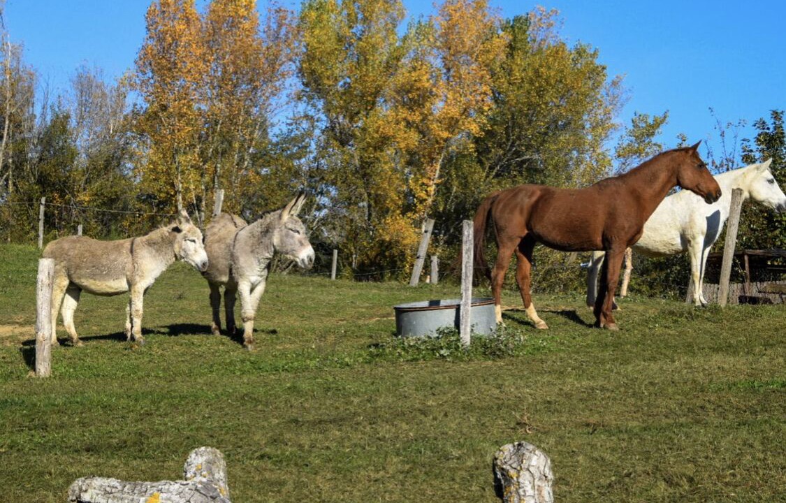 Photo of Outdoor in Saint-Barthelemy-le-Plain