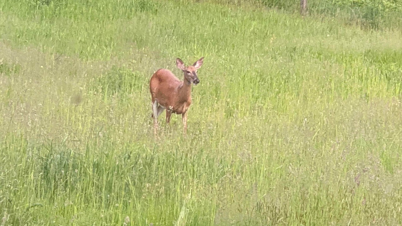 Photo of Others in Callicoon