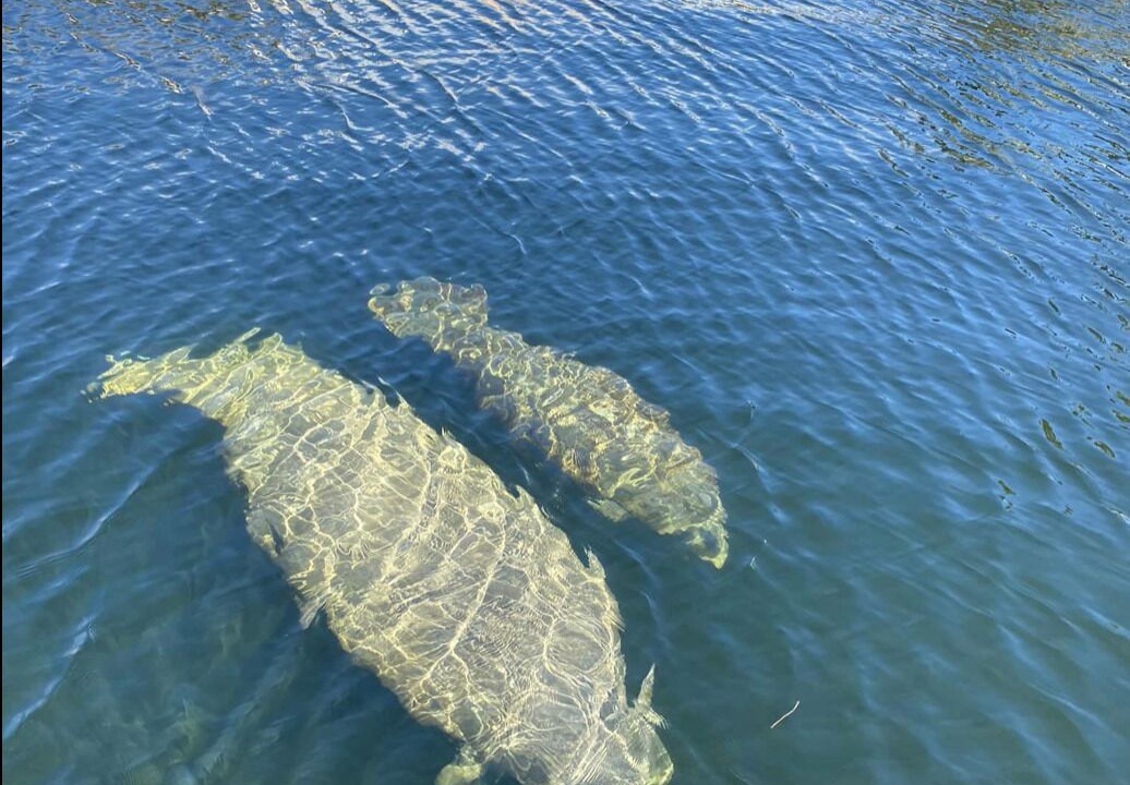 Photo of Outdoor in Key Largo Village