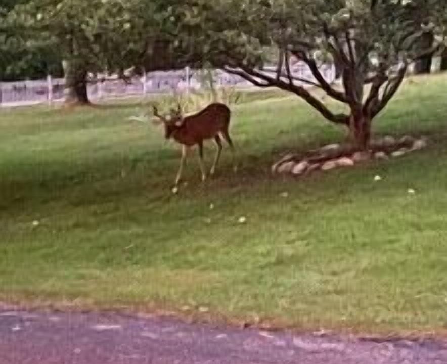 Photo of Others in Frankfort
