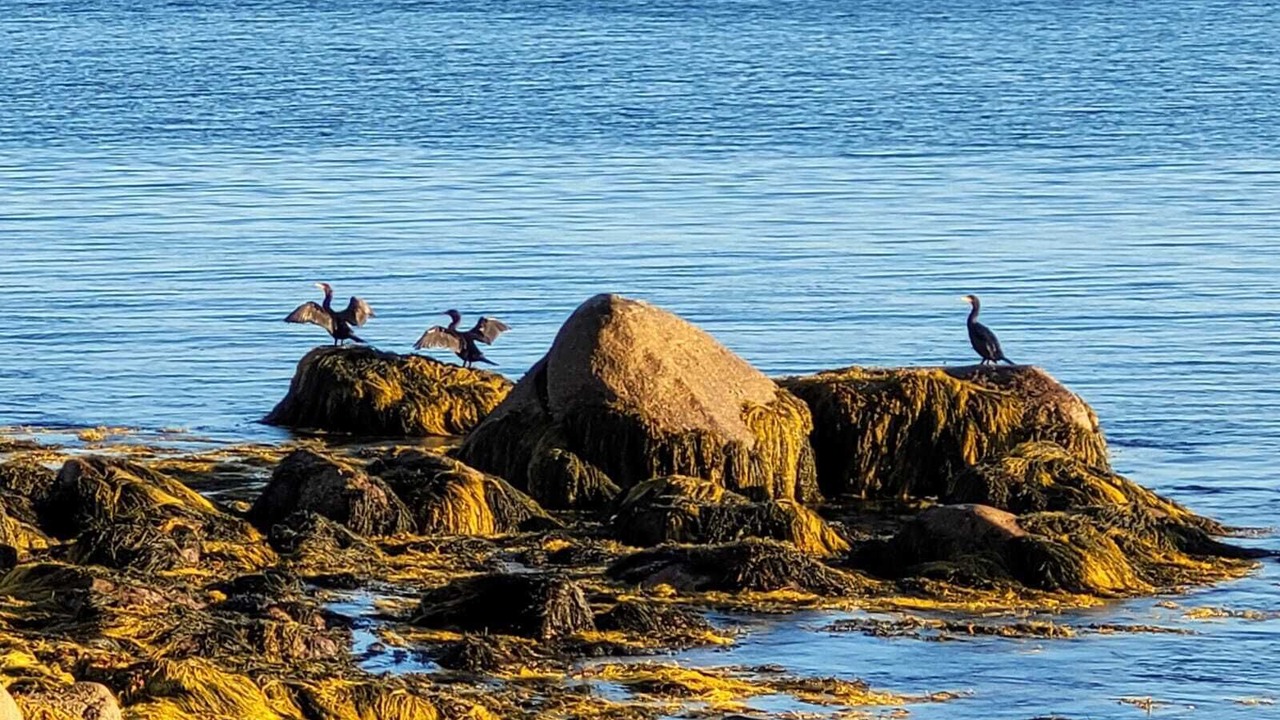 Photo of Others in Mill Cove