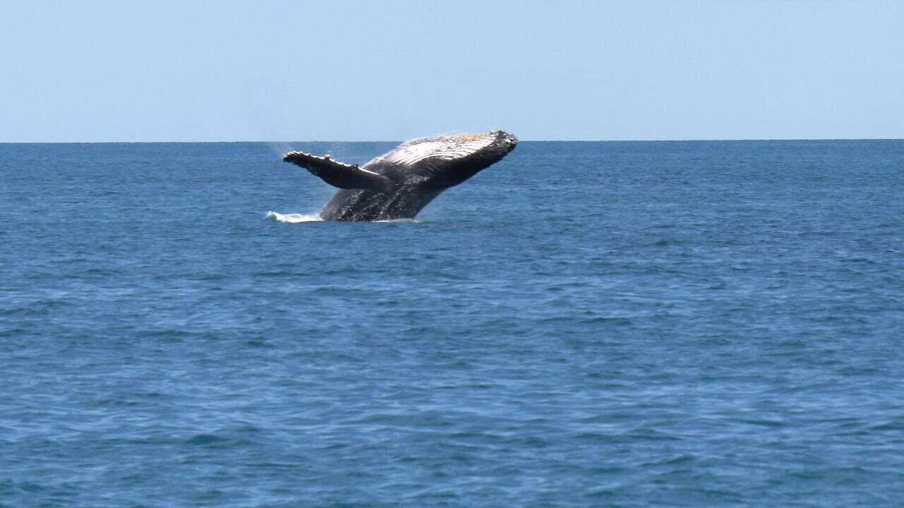 Photo of Others in Pacifica
