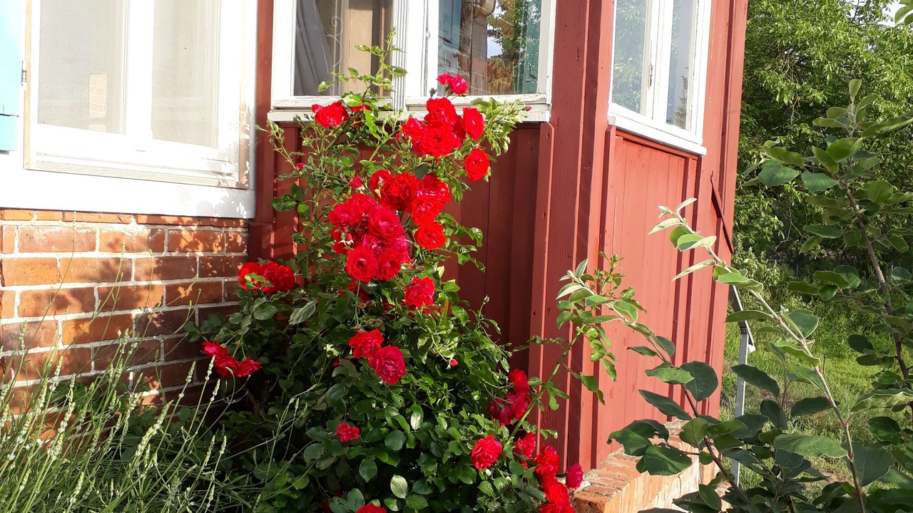 Photo of Outdoor in Aland