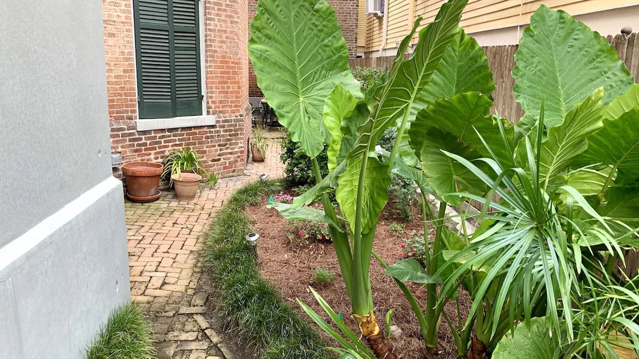 Photo of Outdoor in French Quarter