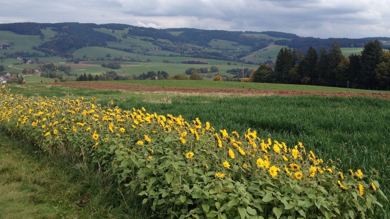 Photo of Outdoor in St. Peter im Schwarzwald