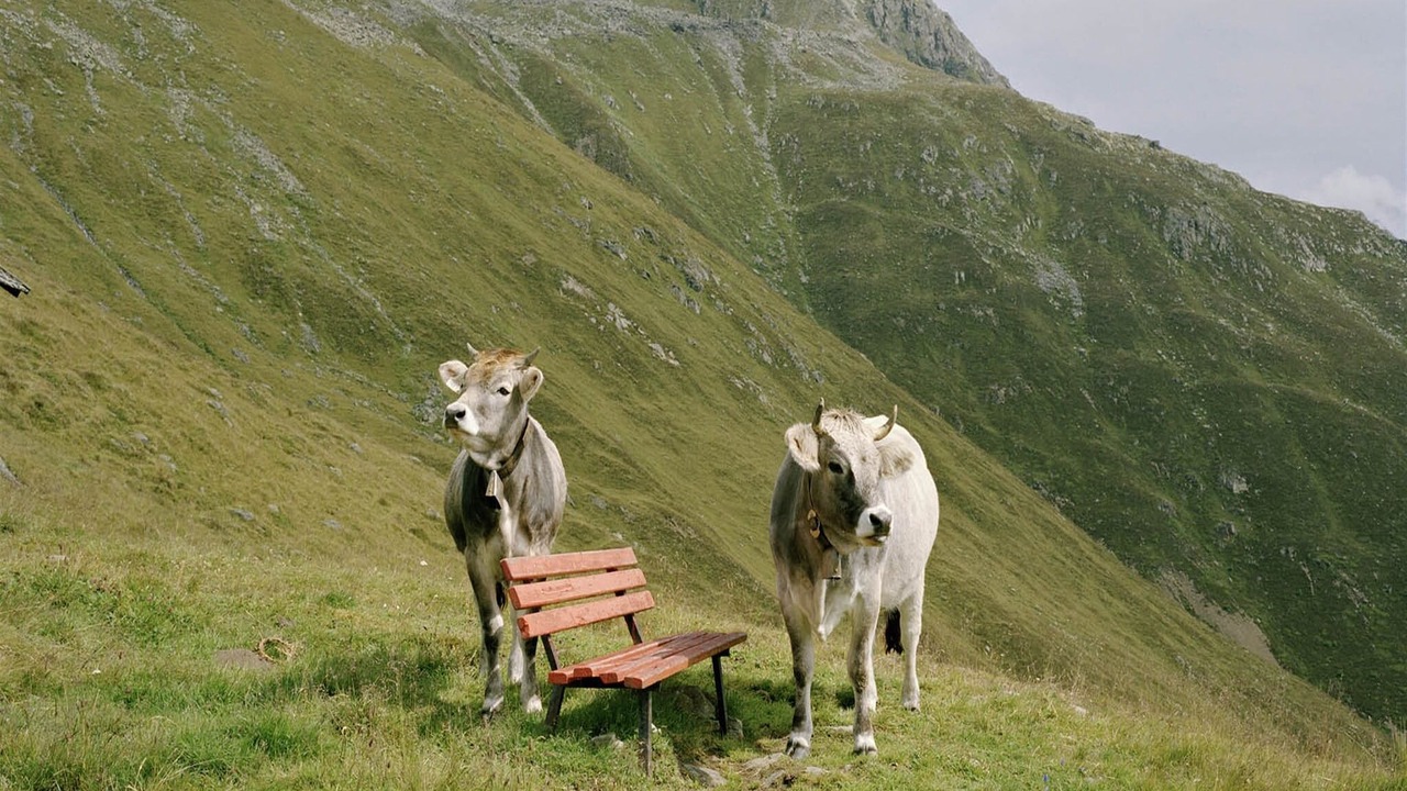 Photo of Others in Kirchdorf in Tirol
