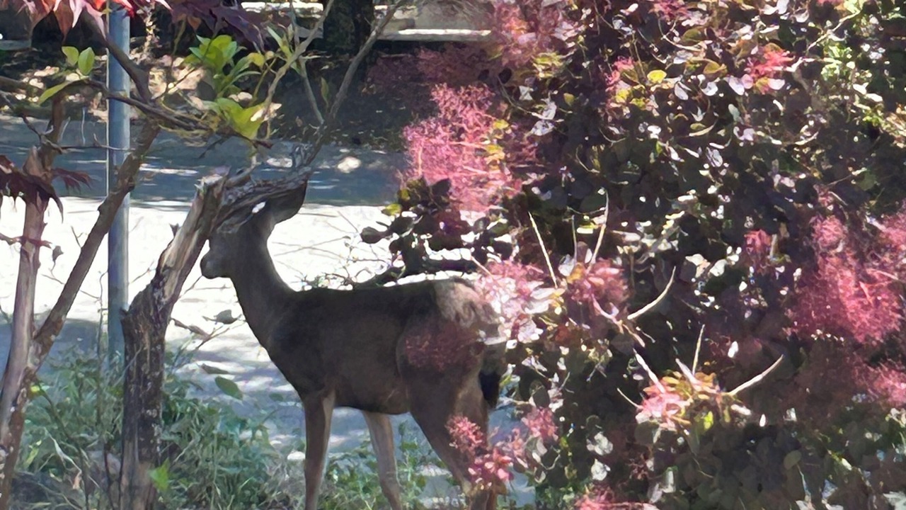 Photo of Others in Emerald Hills