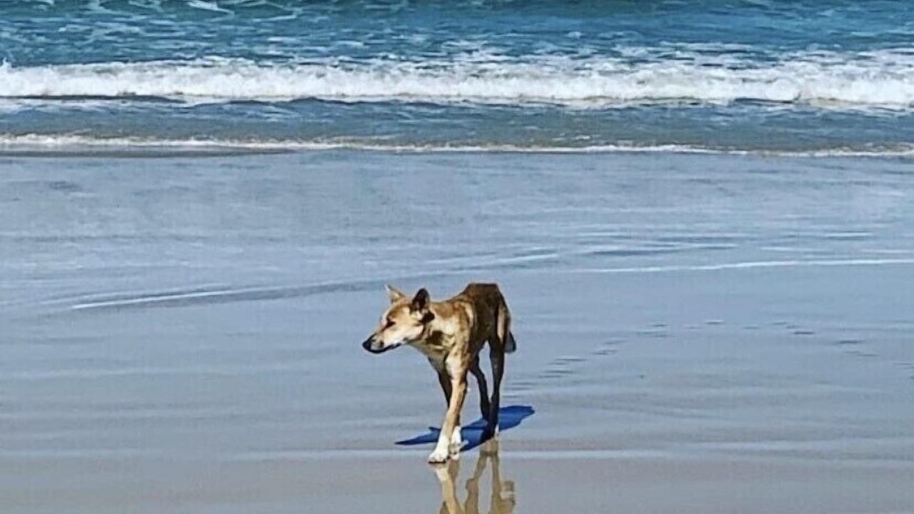 Photo of Others in Kingfisher Bay