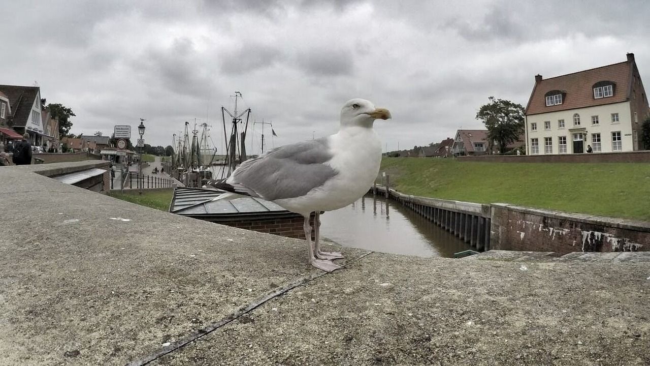 Photo of Others in Hamswehrum