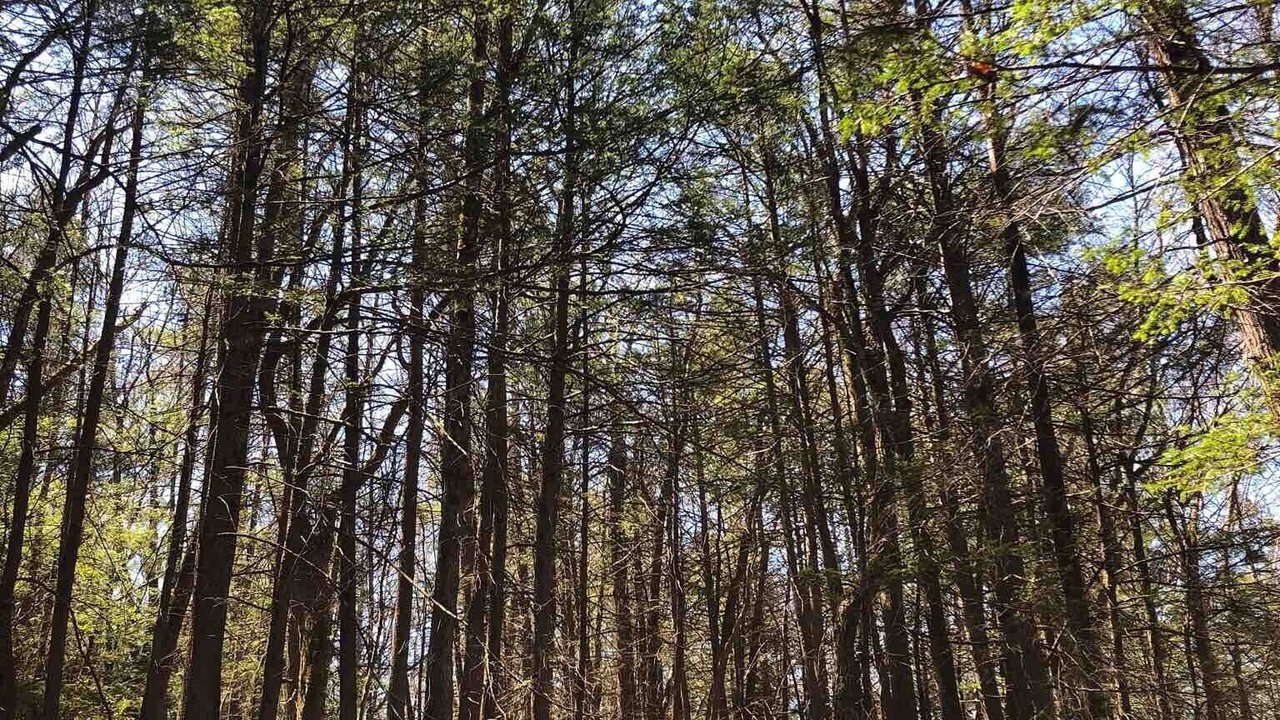 Photo of Outdoor in Rock Hill