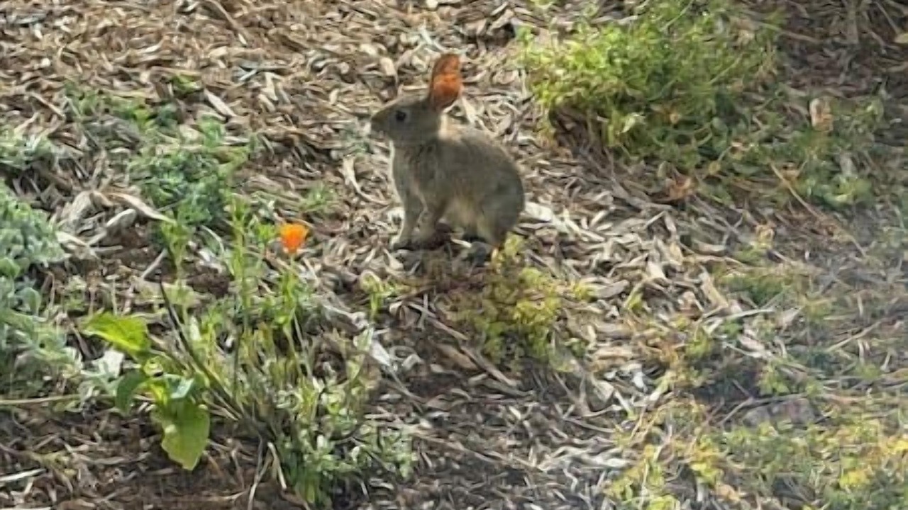 Photo of Others in Sharp Park