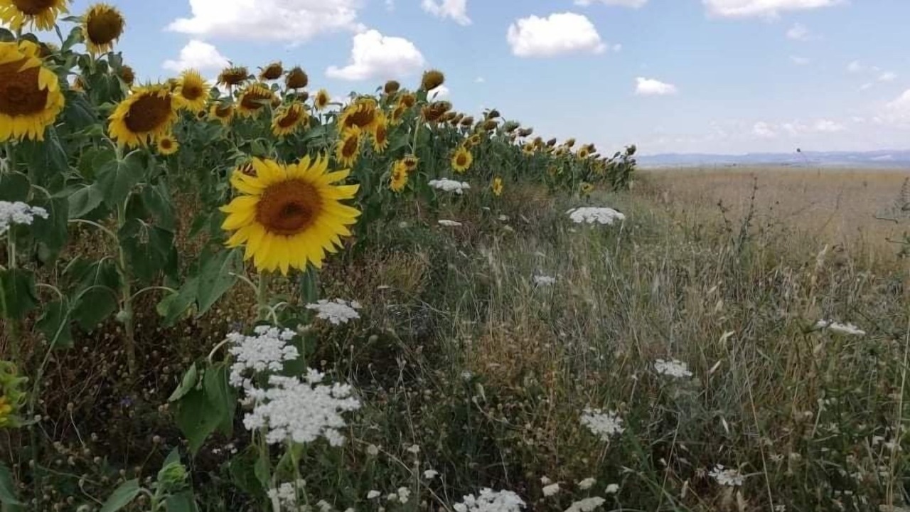 Photo of Others in Prilep