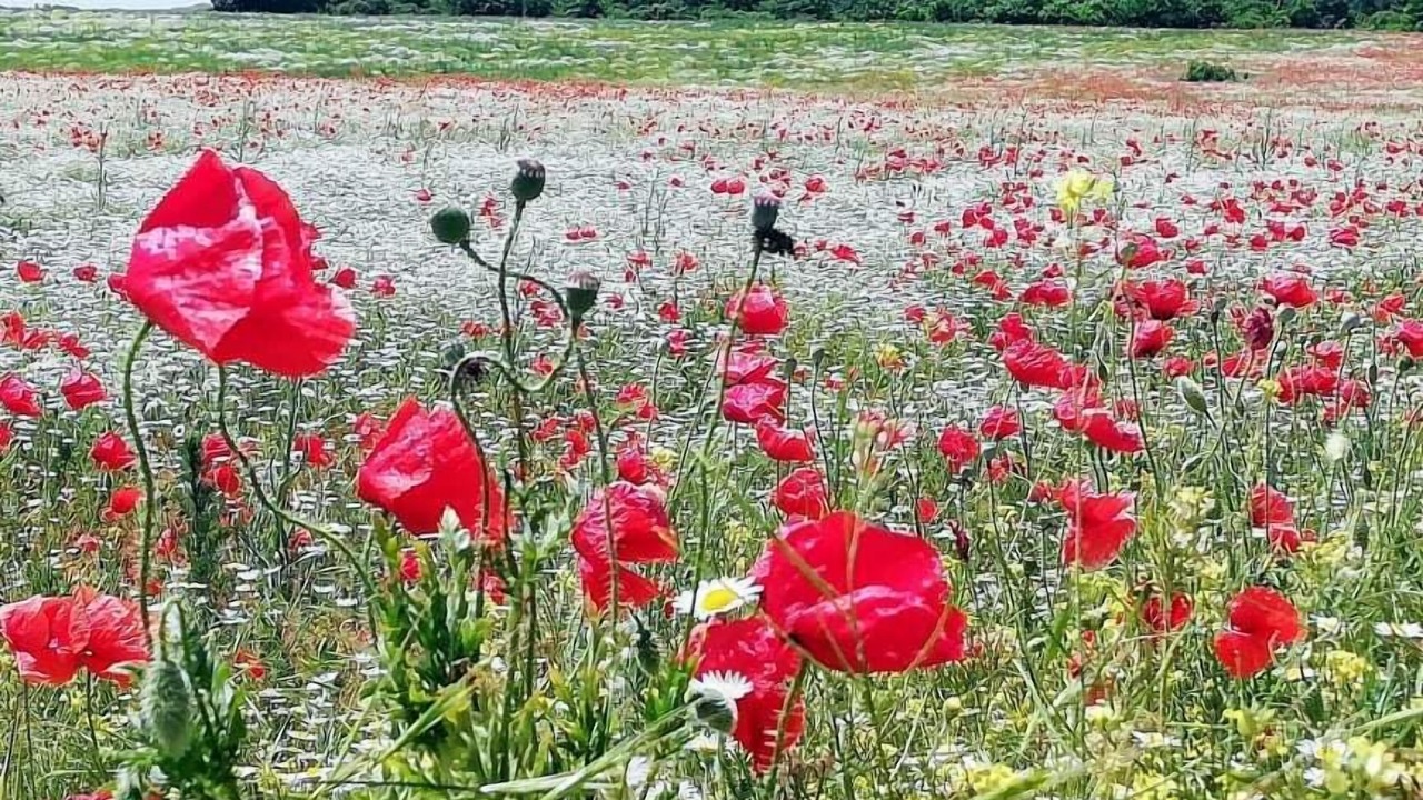 Photo of Others in Prilep