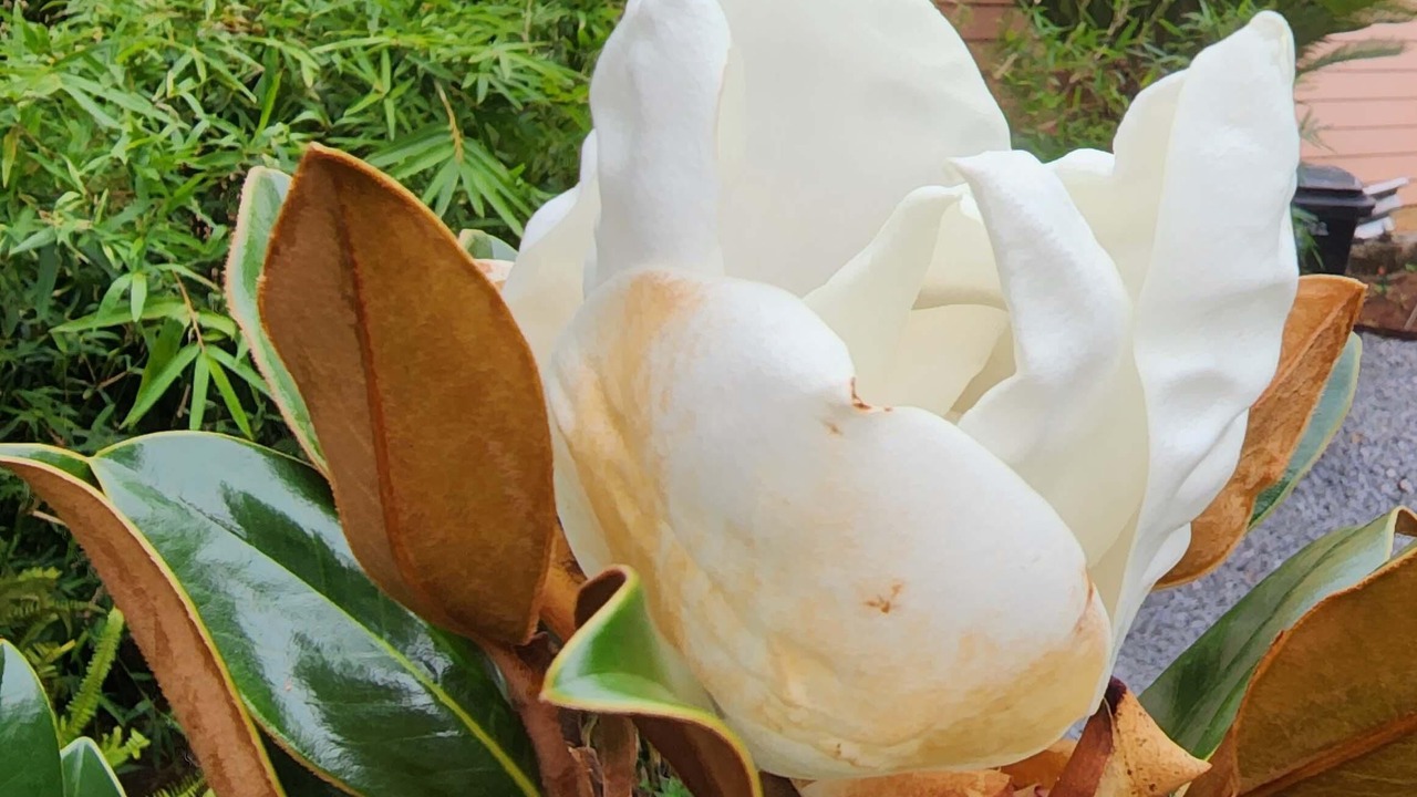 Photo of Outdoor in Black Pearl