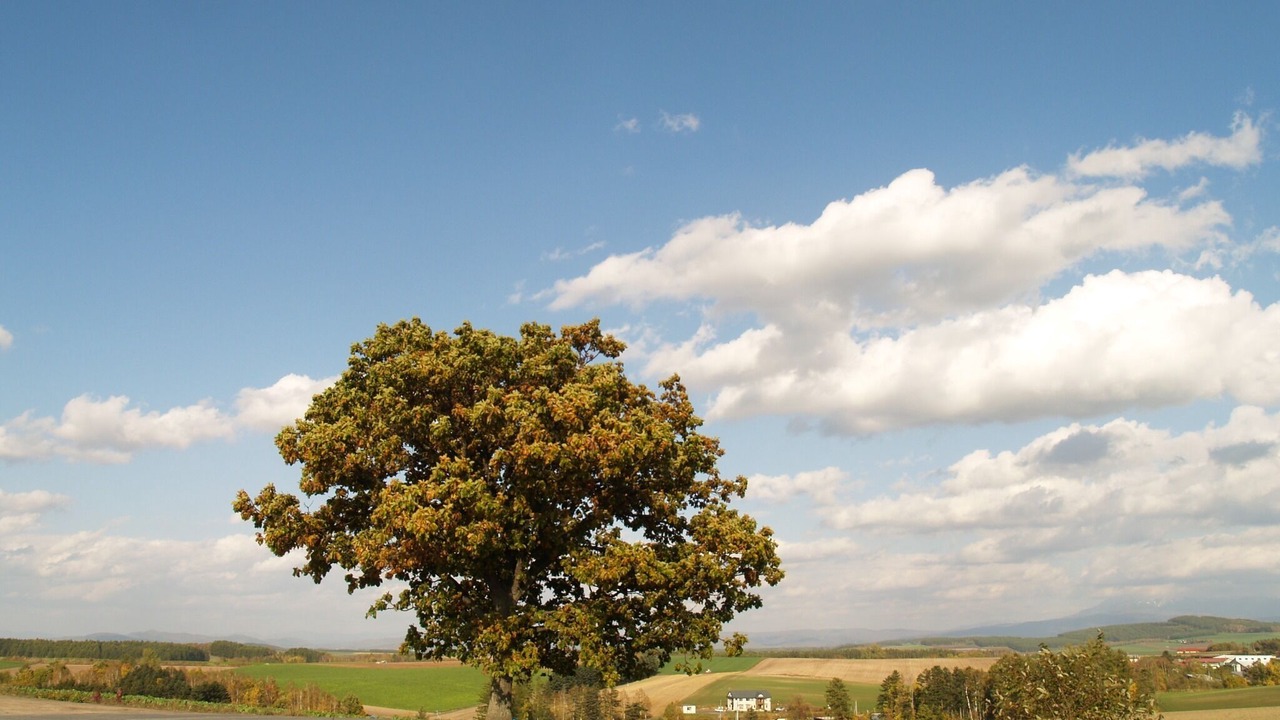 Photo of Others in Biei