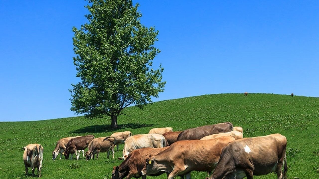 Photo of Others in Biei