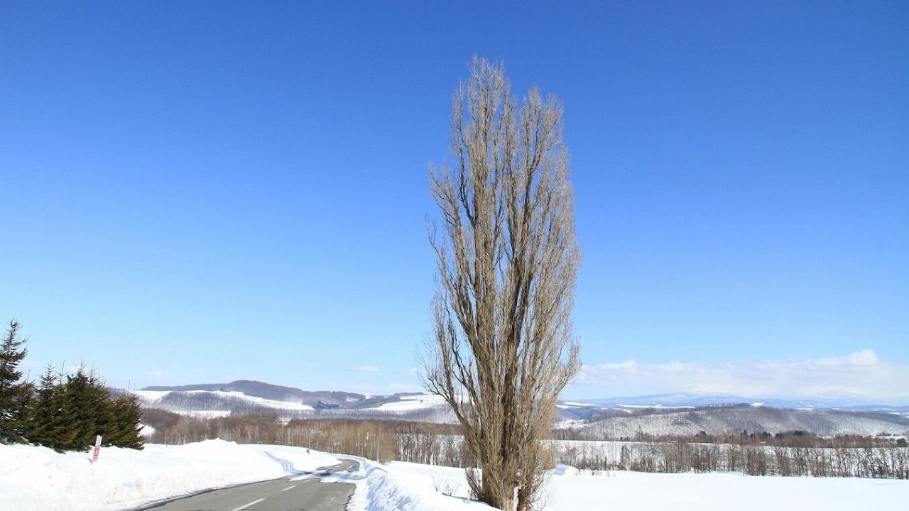 Photo of Outdoor in Biei