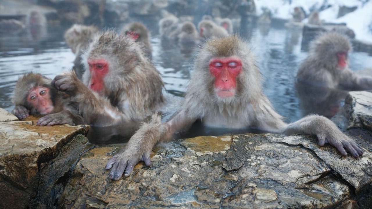 Photo of Others in Yamanouchi