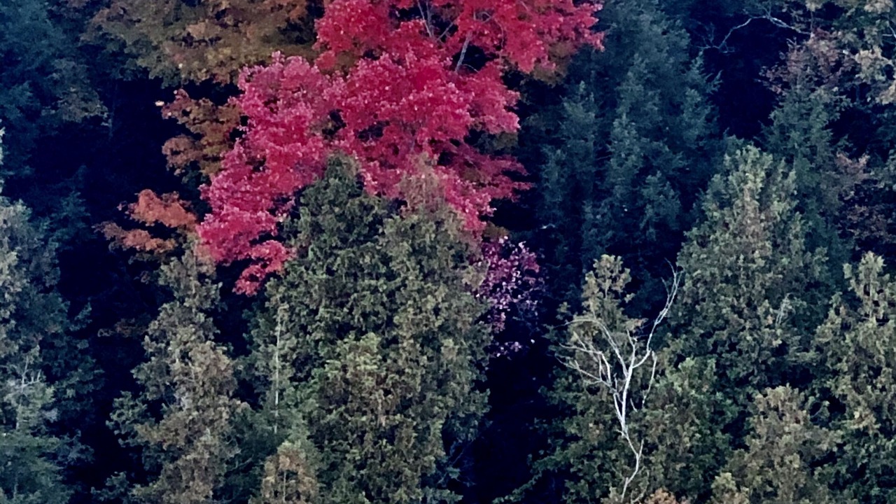 Photo of Outdoor in Newaygo