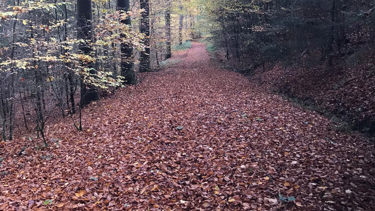 Photo of Outdoor in Horn