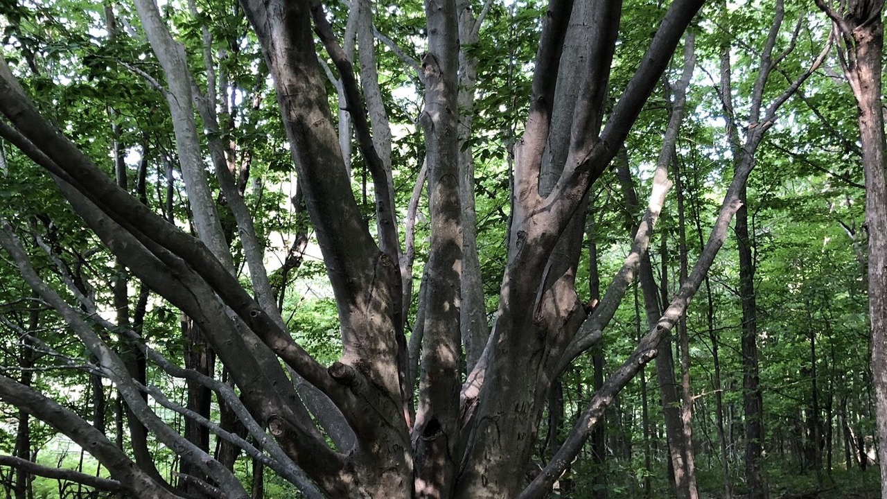 Photo of Outdoor in Onekama