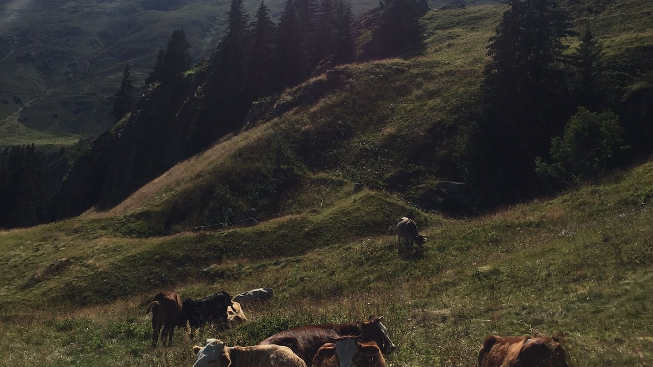 Photo of Outdoor in Blatten bei Naters