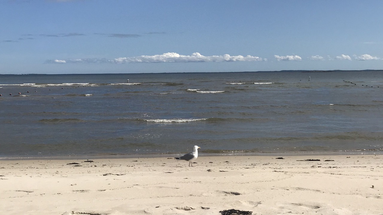 Photo of Others in Niantic