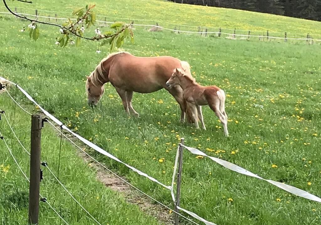Photo of Outdoor in Niedersfeld