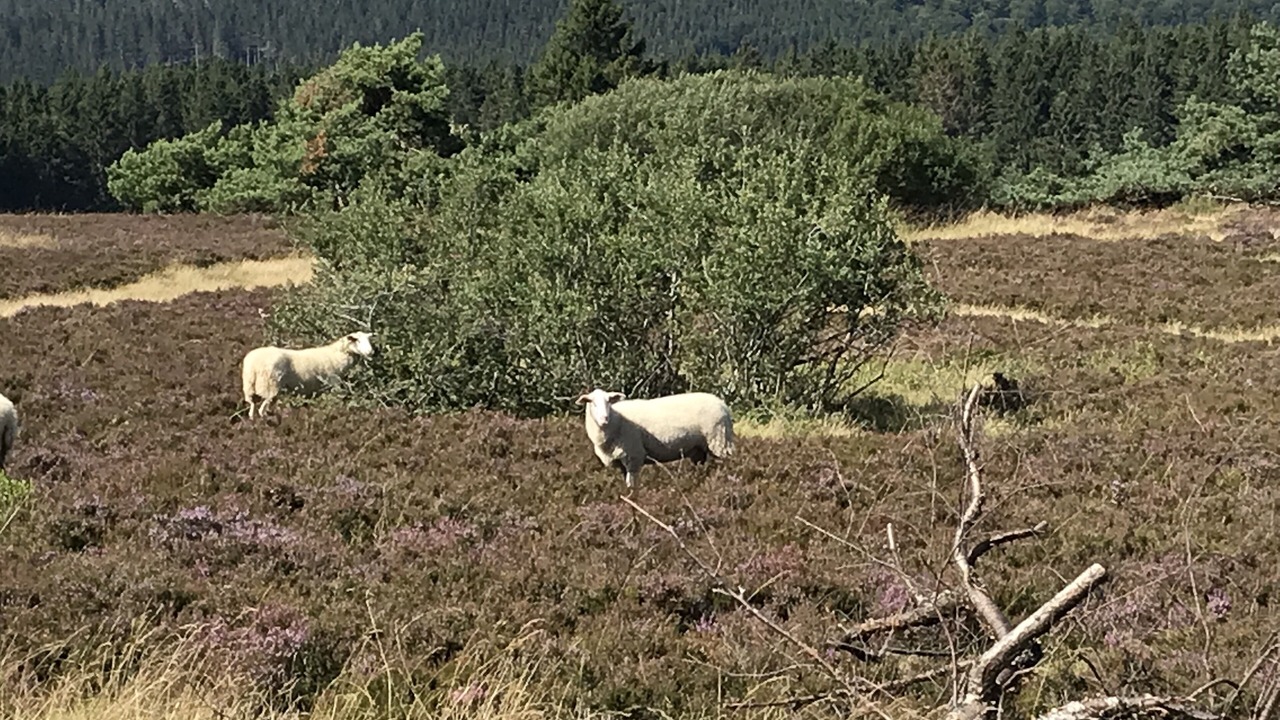 Photo of Outdoor in Niedersfeld