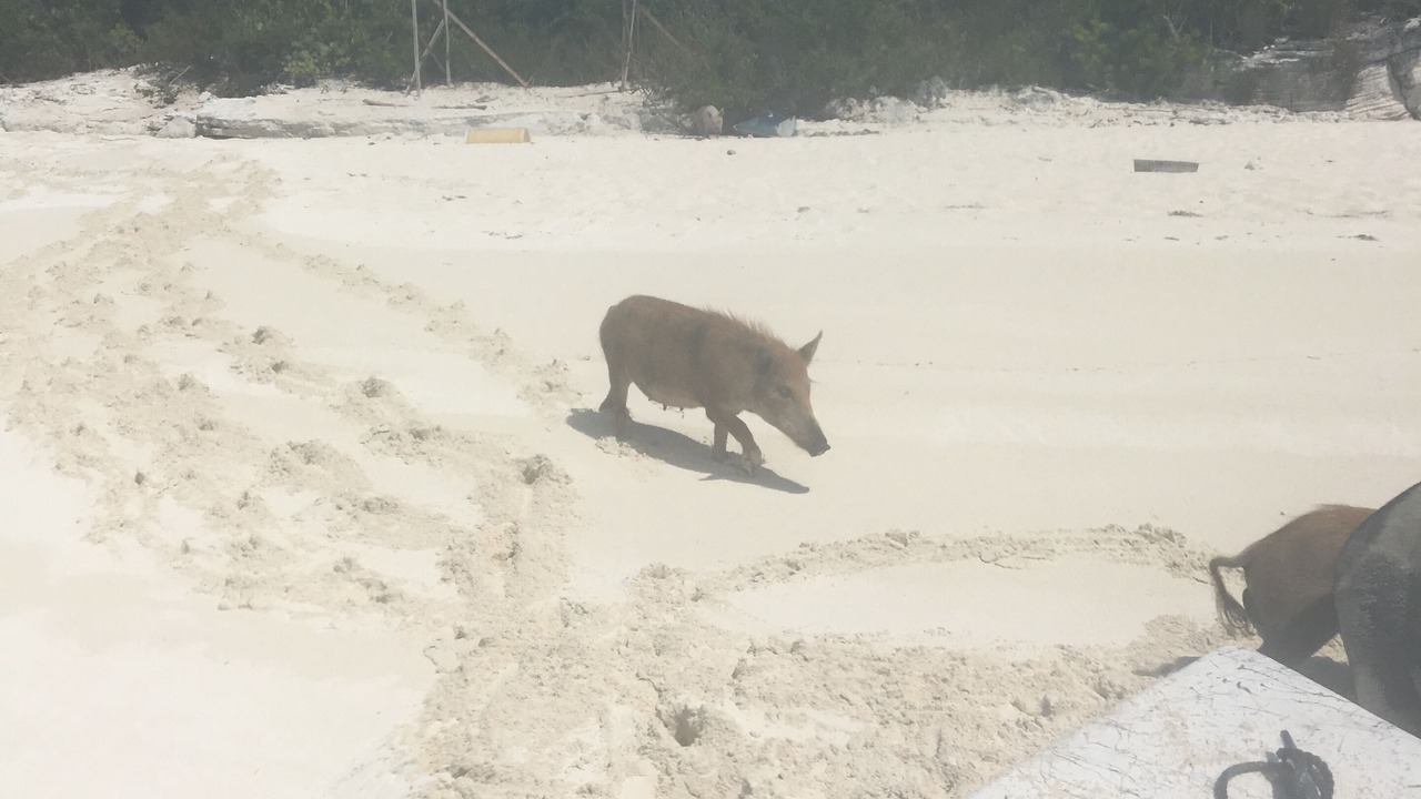 Photo of Others in Long Island