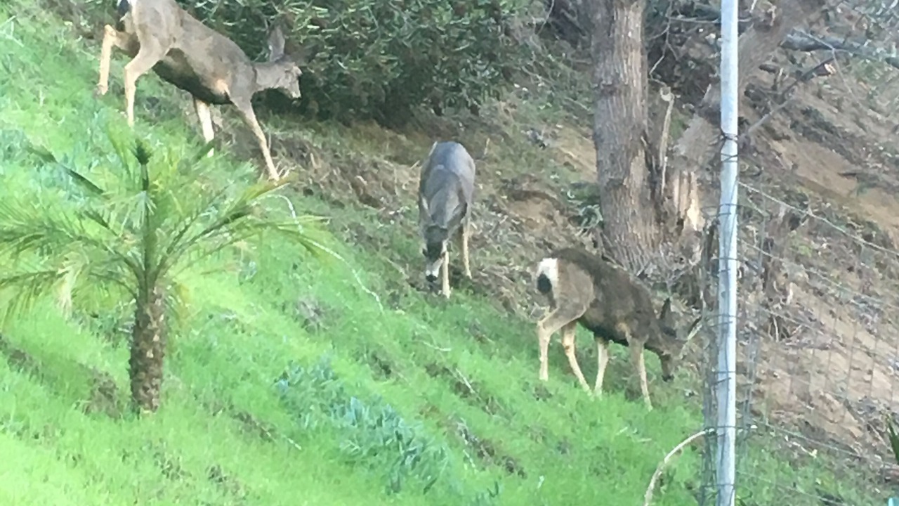 Photo of Others in Brockmont